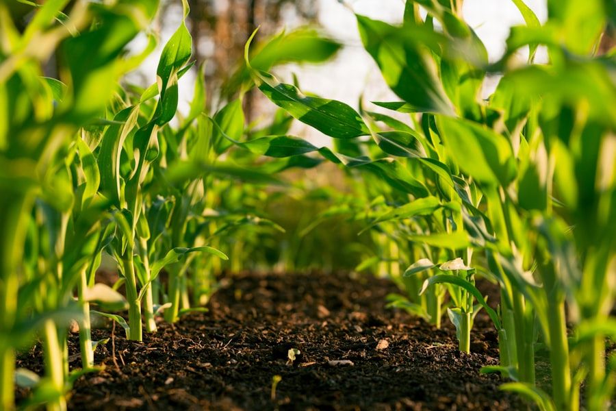 MEWI — agricultură